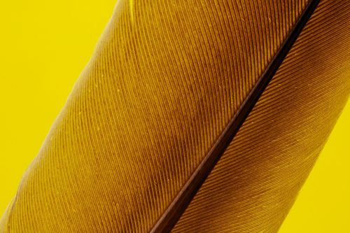 Free Close-up shot of a golden feather showing detailed texture and pattern Stock Photo