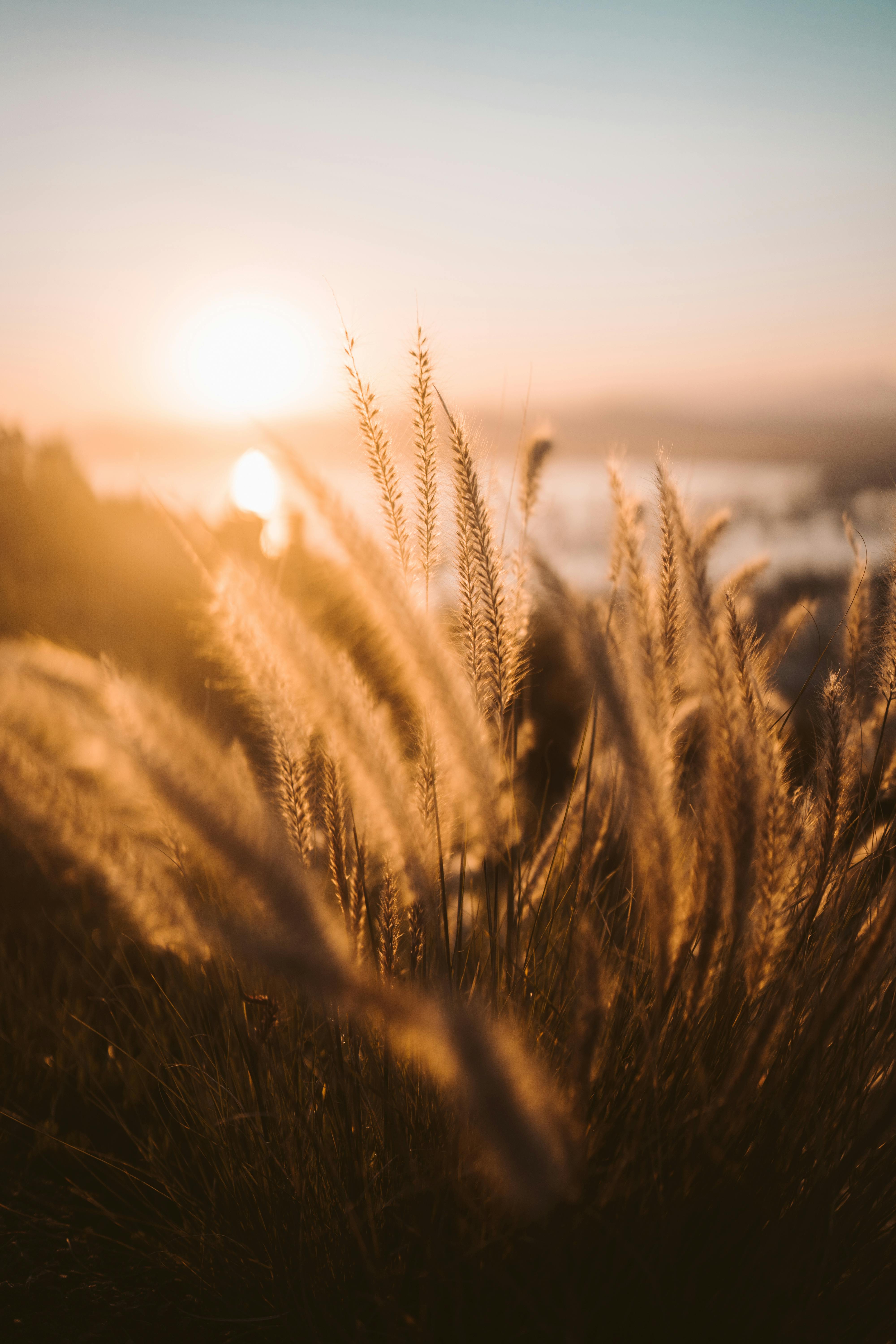 Brown Wheat Field During Sunset Free Stock Photo