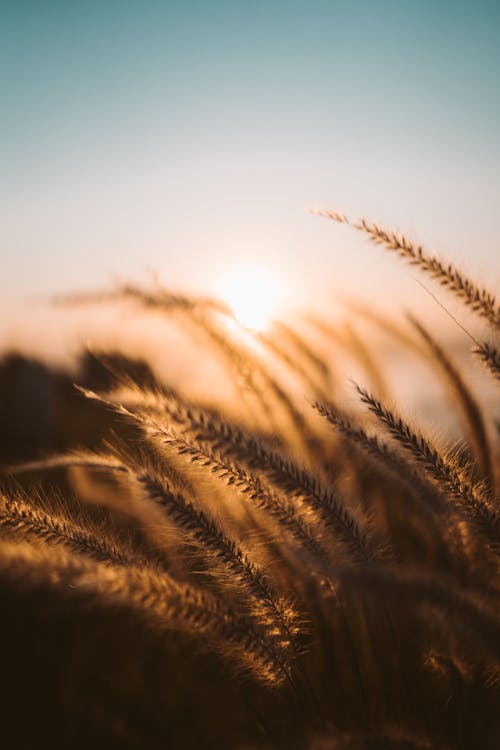 Brown Wheat Field