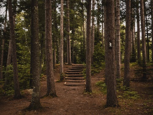 Trees Under Gray Sky