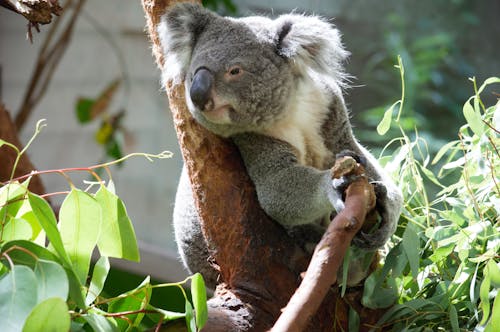 grátis Foto profissional grátis de animal fofo, animal selvagem, coala Foto profissional
