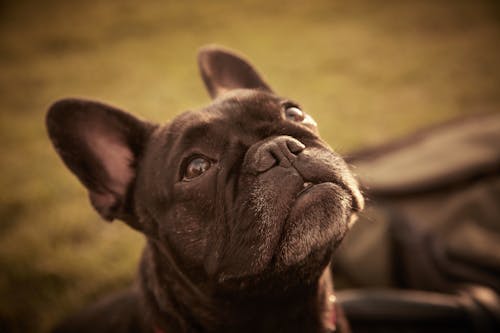 Black French Bulldog in Close Up Photography