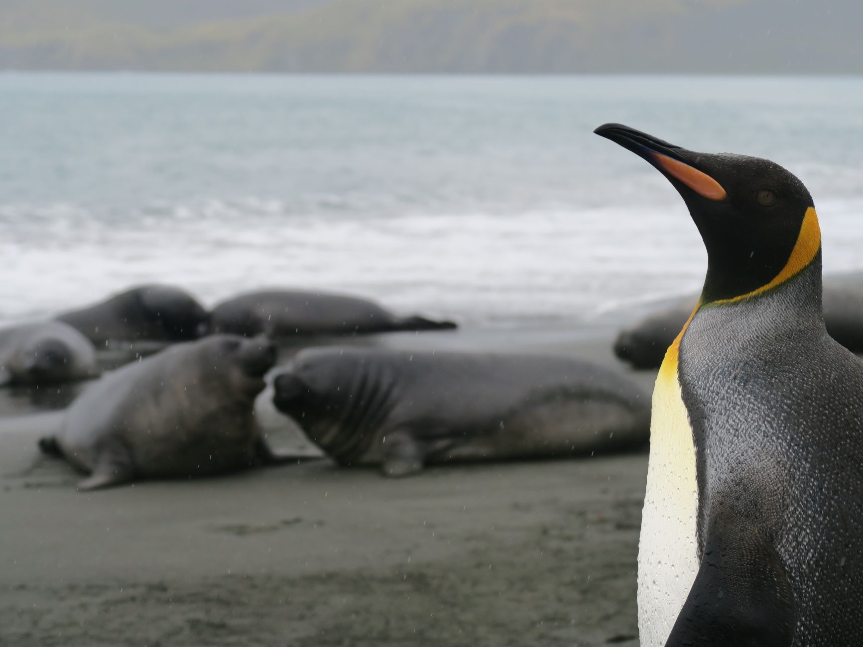 A king penguin stands on the coast of South Georgia Island with seals in the background.