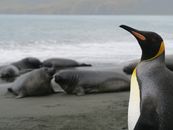 A king penguin stands on the coast of South Georgia Island with seals in the background.