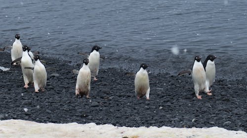 Ücretsiz antarktika, grytviken, hayvanlar içeren Ücretsiz stok fotoğraf Stok Fotoğraflar