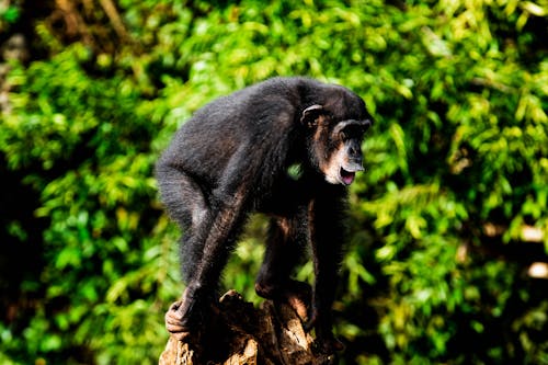Black Monkey on Brown Tree Branch