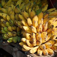 Bunches of ripe yellow bananas — photo by Pixabay on Pexels