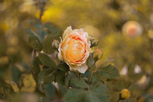 黄桃玫瑰在郁郁葱葱的绿叶中绽放，特写镜头令人惊叹，唤起大自然的美丽