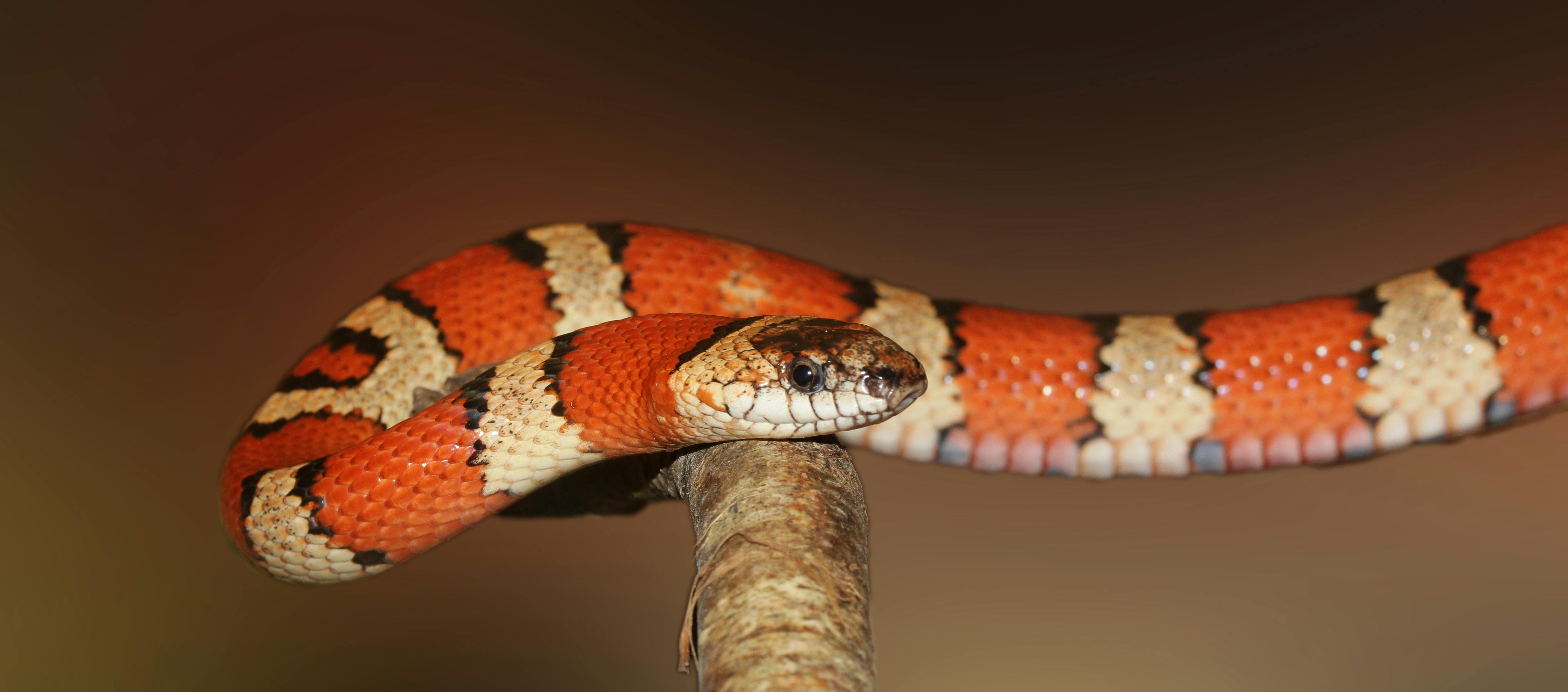 Free stock photo of attention, banded, constrictor