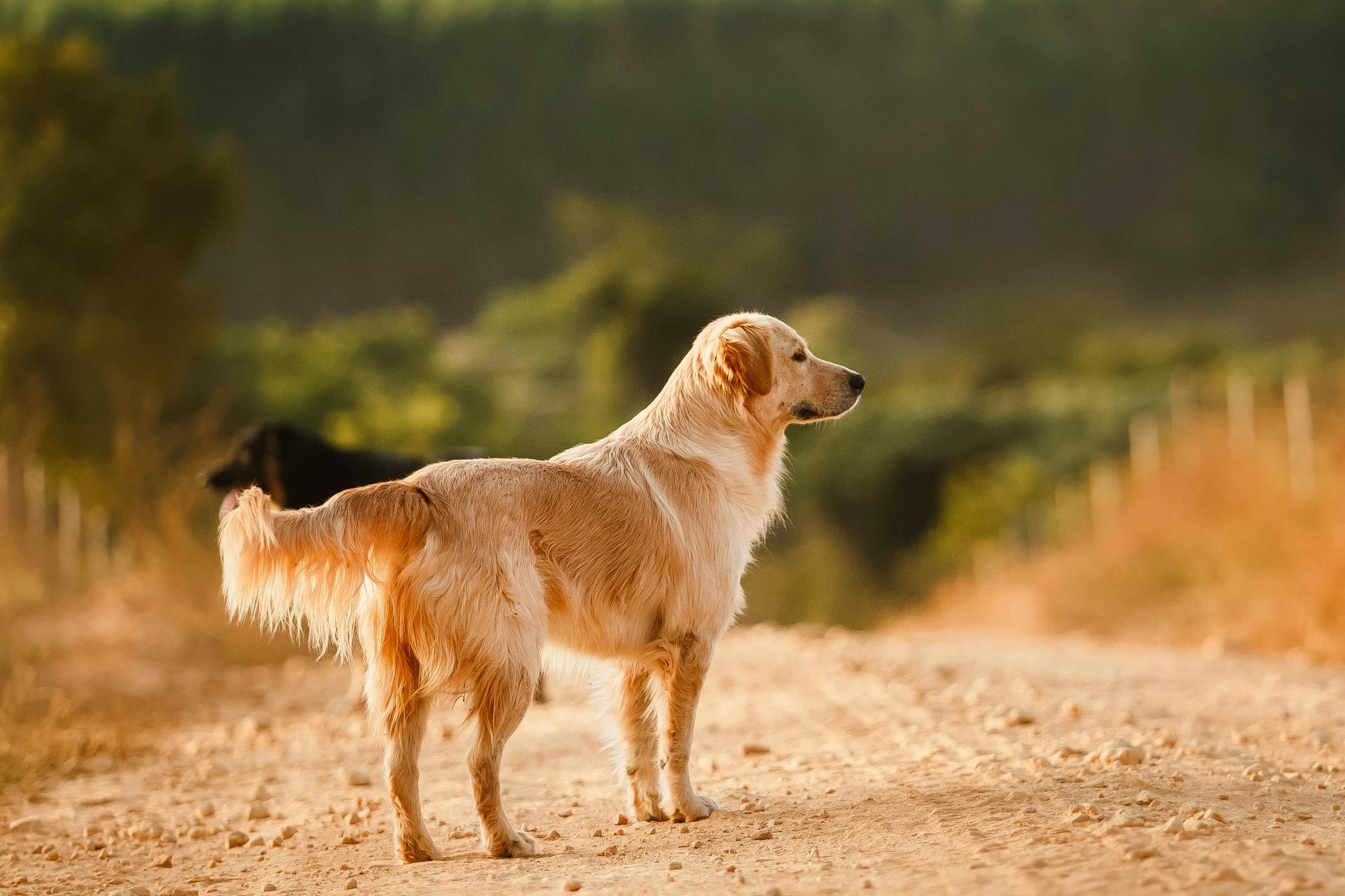 Cute Golden Retriever standing on road in countryside