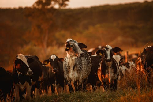 Herd of spotted cows grazing in pasture at countryside at sunset against blurred background