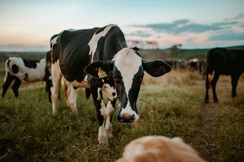 Cows grazing in green field