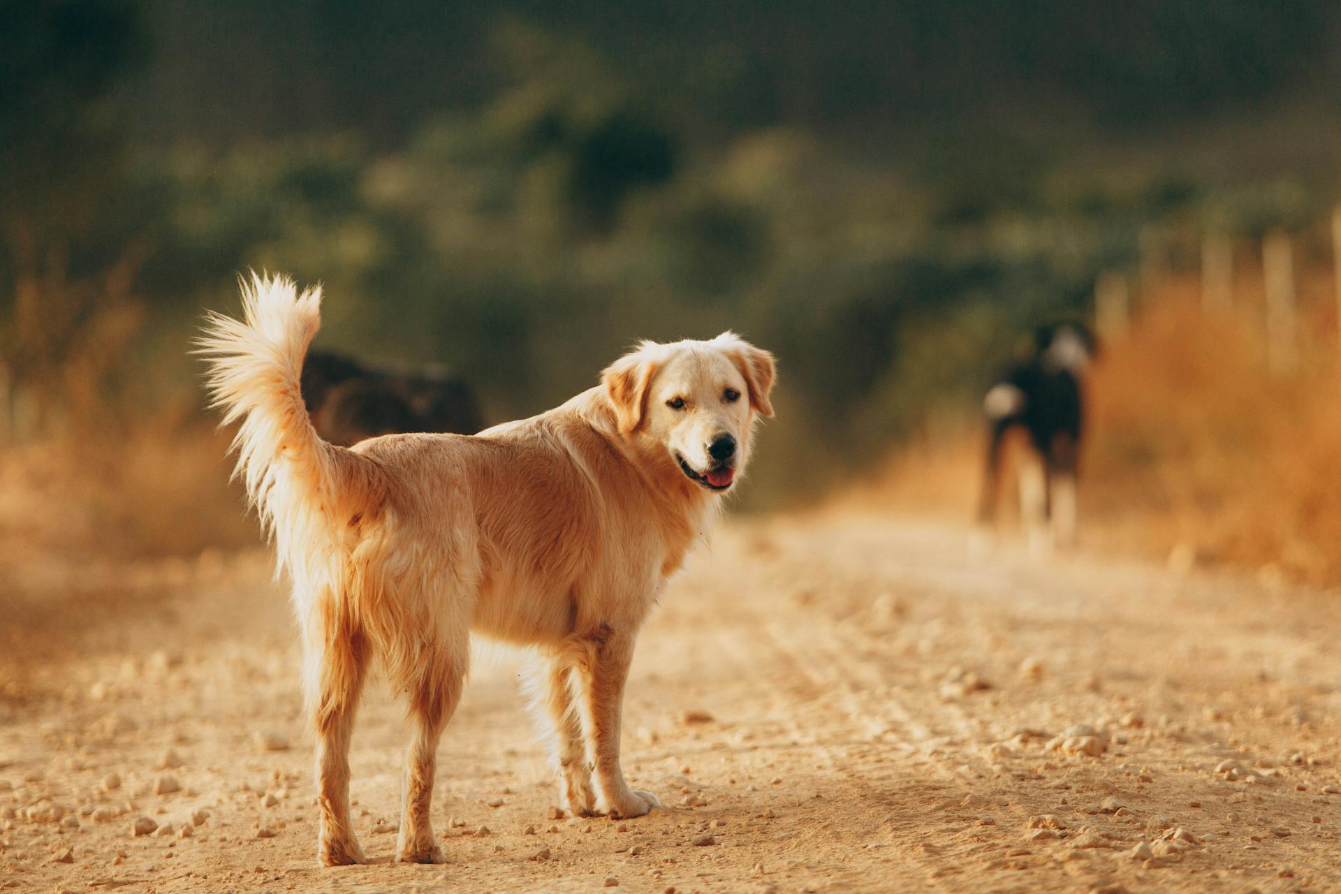 Gelukkige Golden Retriever staat op een droge weg en kijkt naar de camera tegen een wazig achtergrond