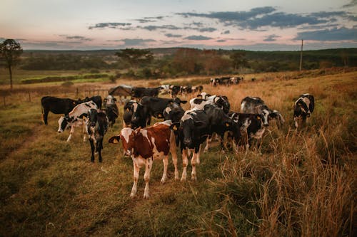 Foto profissional grátis de aldeia, animal, animal de estimação