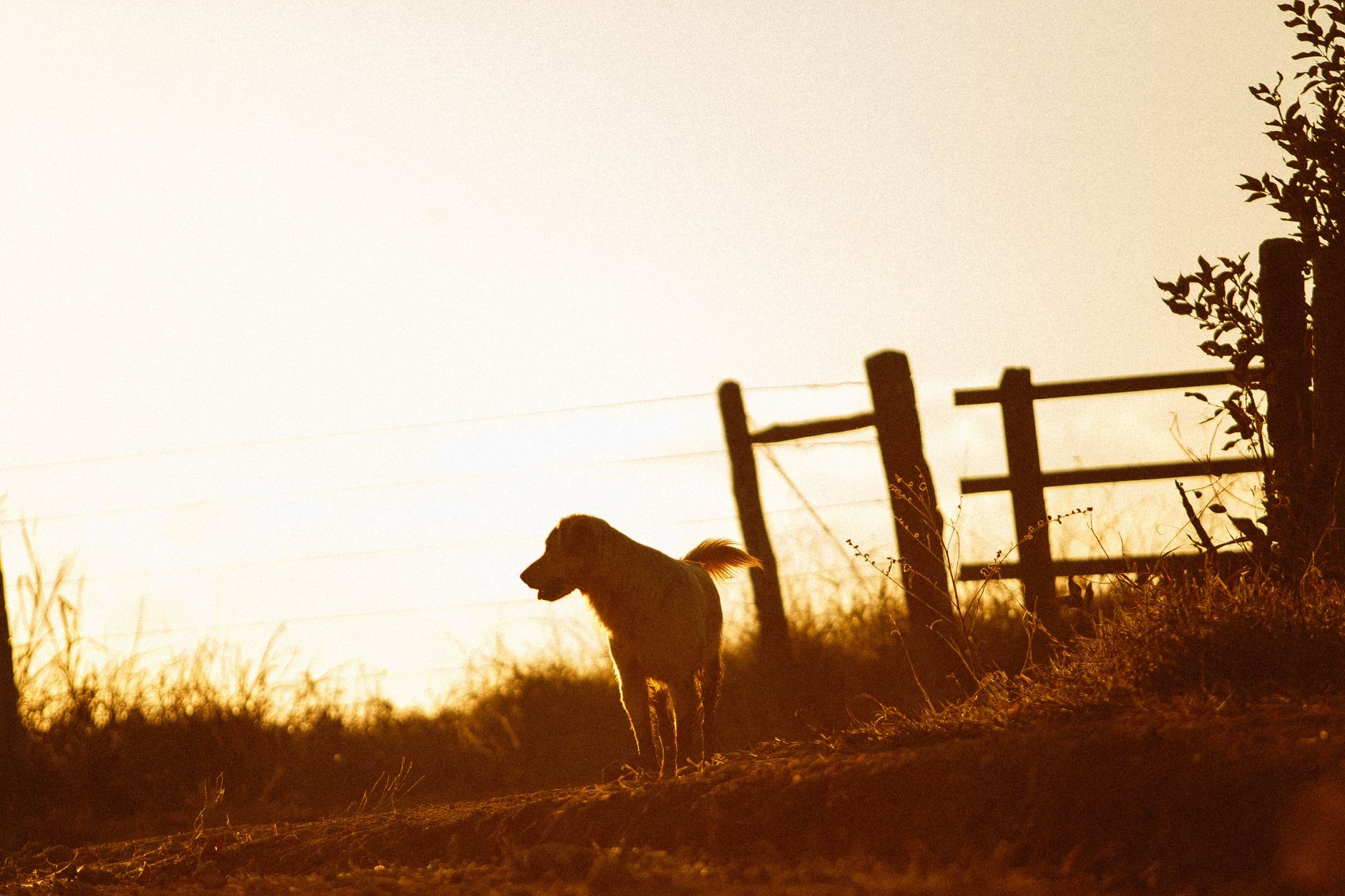 Portrait of a dog at a veterinary clinic