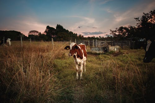 Brown spotted cow standing on green grass while grazing in paddock in countryside