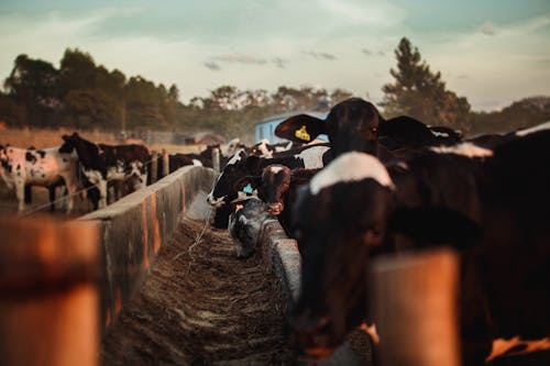 Cows eating in paddock in countryside