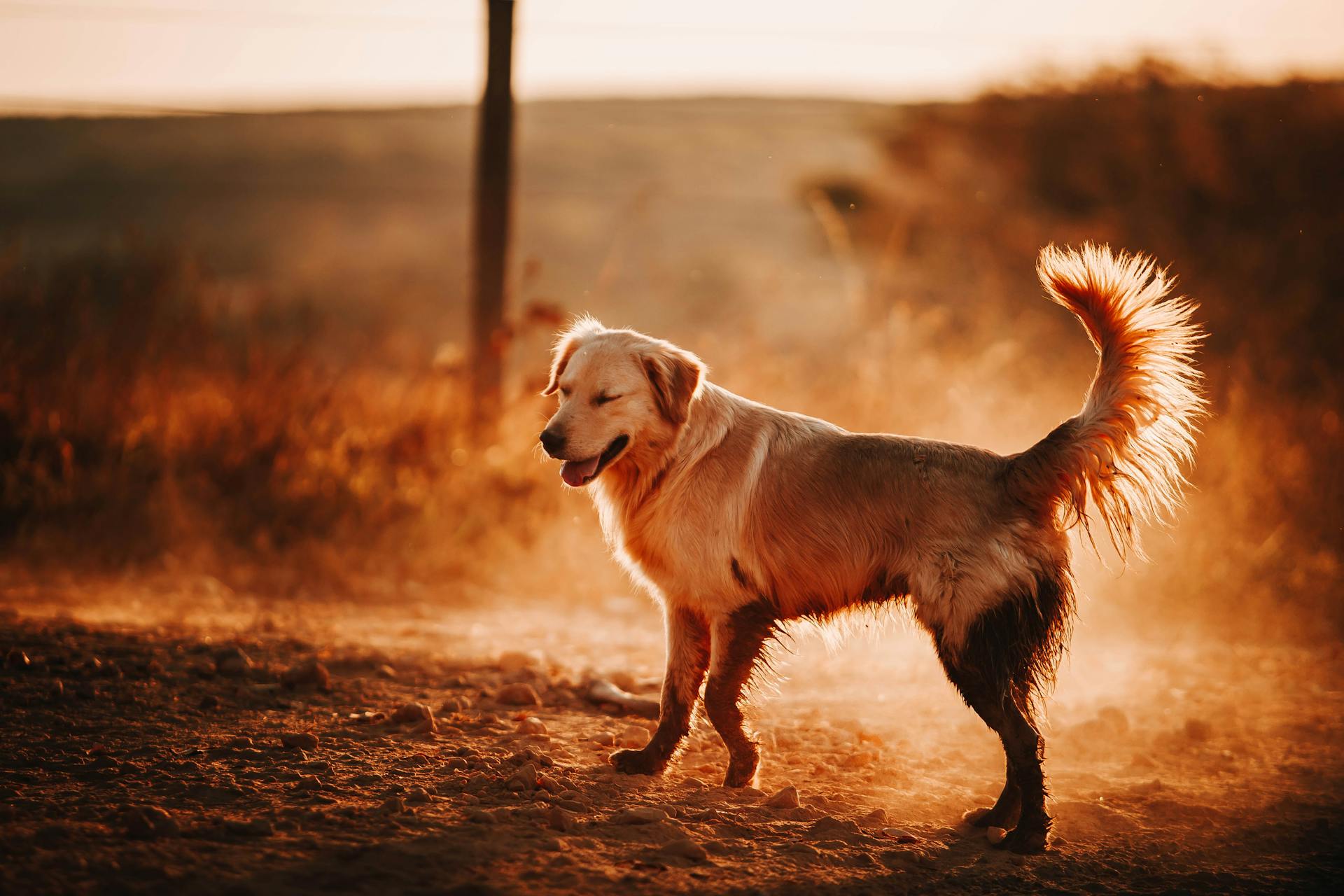 Adorable Golden Retriever standing on ground