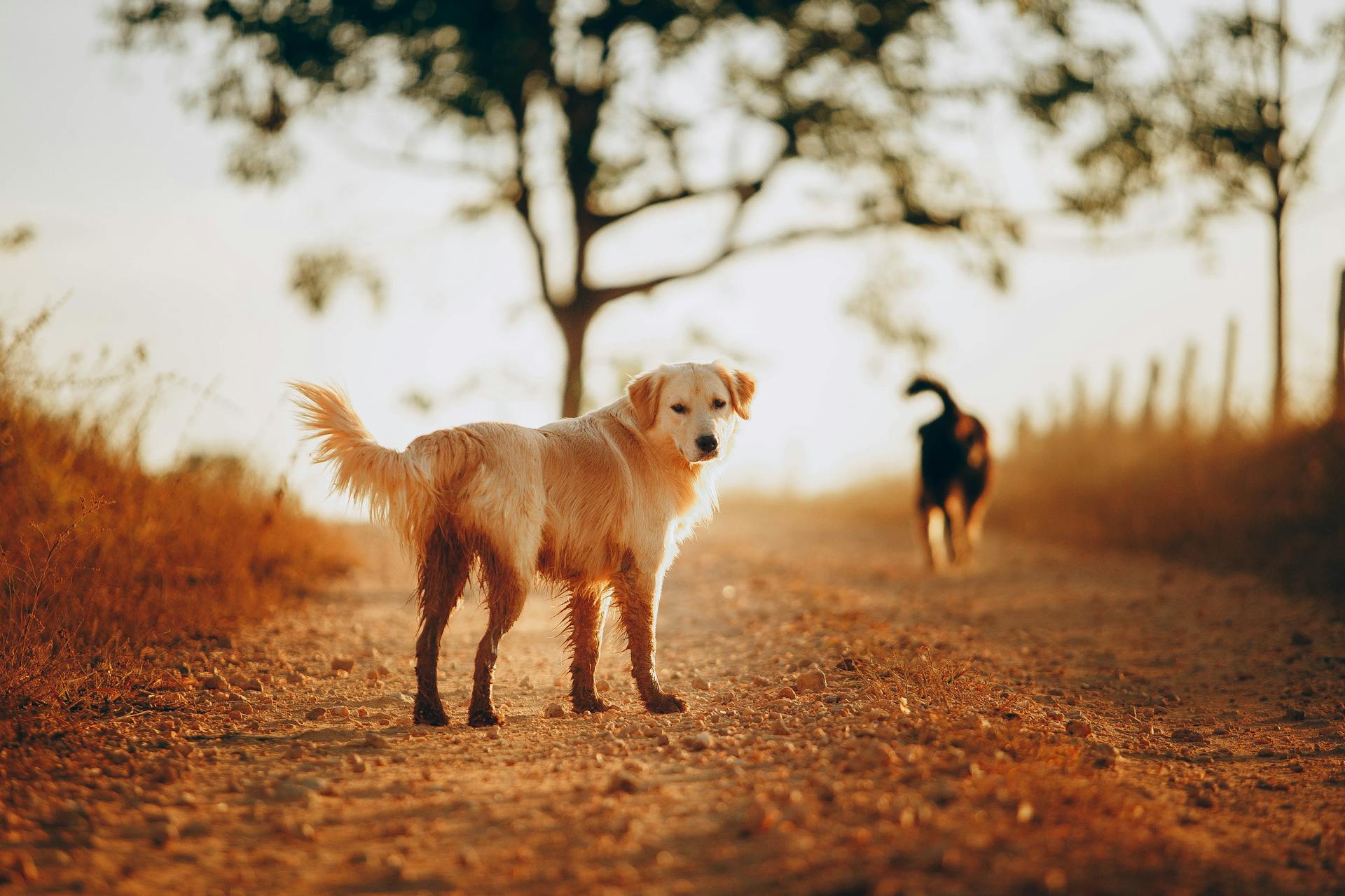 Söt Golden Retriever står på torr mark på landsbygden mot ljus suddig bakgrund