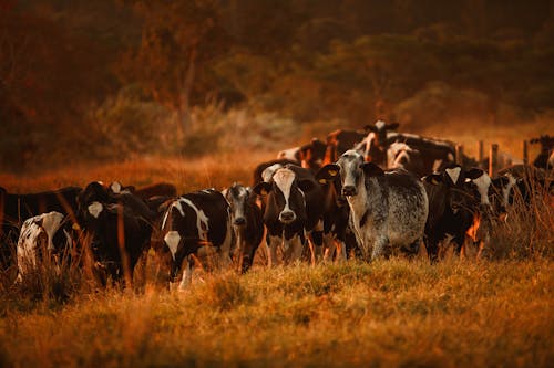 Herd of cows in countryside