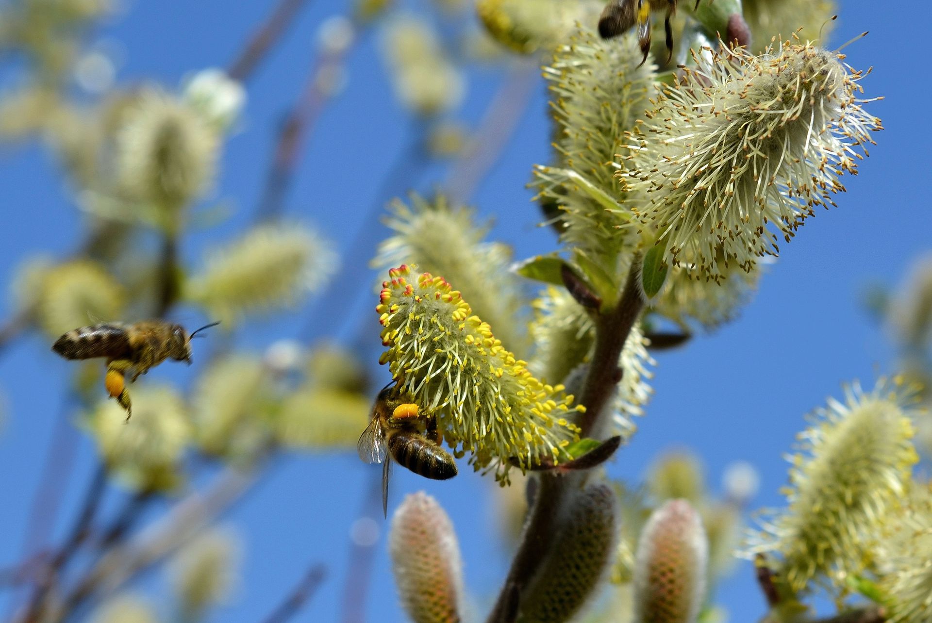 Close-up of honey bees collecting pollen from blooming pussy willow flowers under clear blue sky.