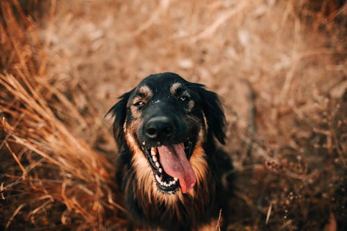 Free From above of cute domestic black dog looking at camera while sitting on dry grass with tongue out in nature Stock Photo