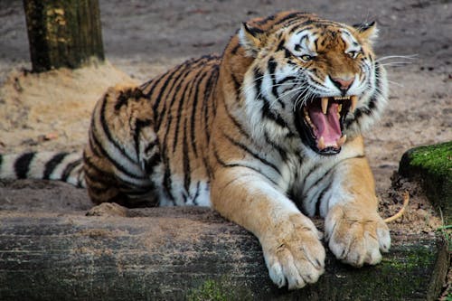 Schwarzer Weißer Und Gelber Tiger, Der Tagsüber Auf Einem Beige Sand Sitzt