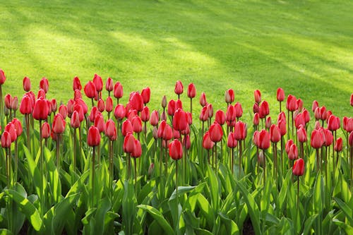 Free Red Tulips on Green Grass Field Stock Photo