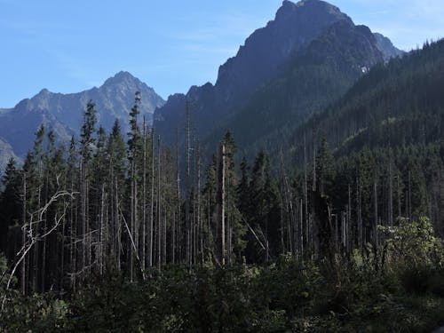 Foto stok gratis hutan, langit, pegunungan