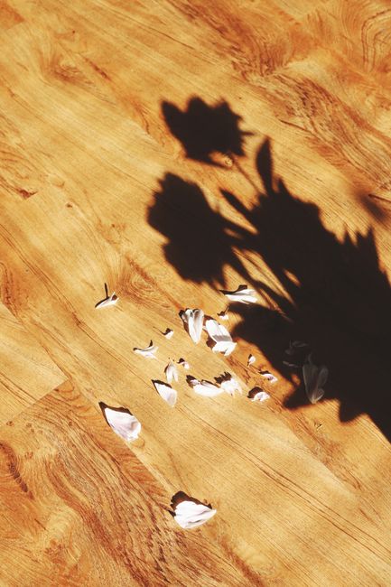 Shadow of plant on wooden floor with scattered petals, creating a serene artistic mood.