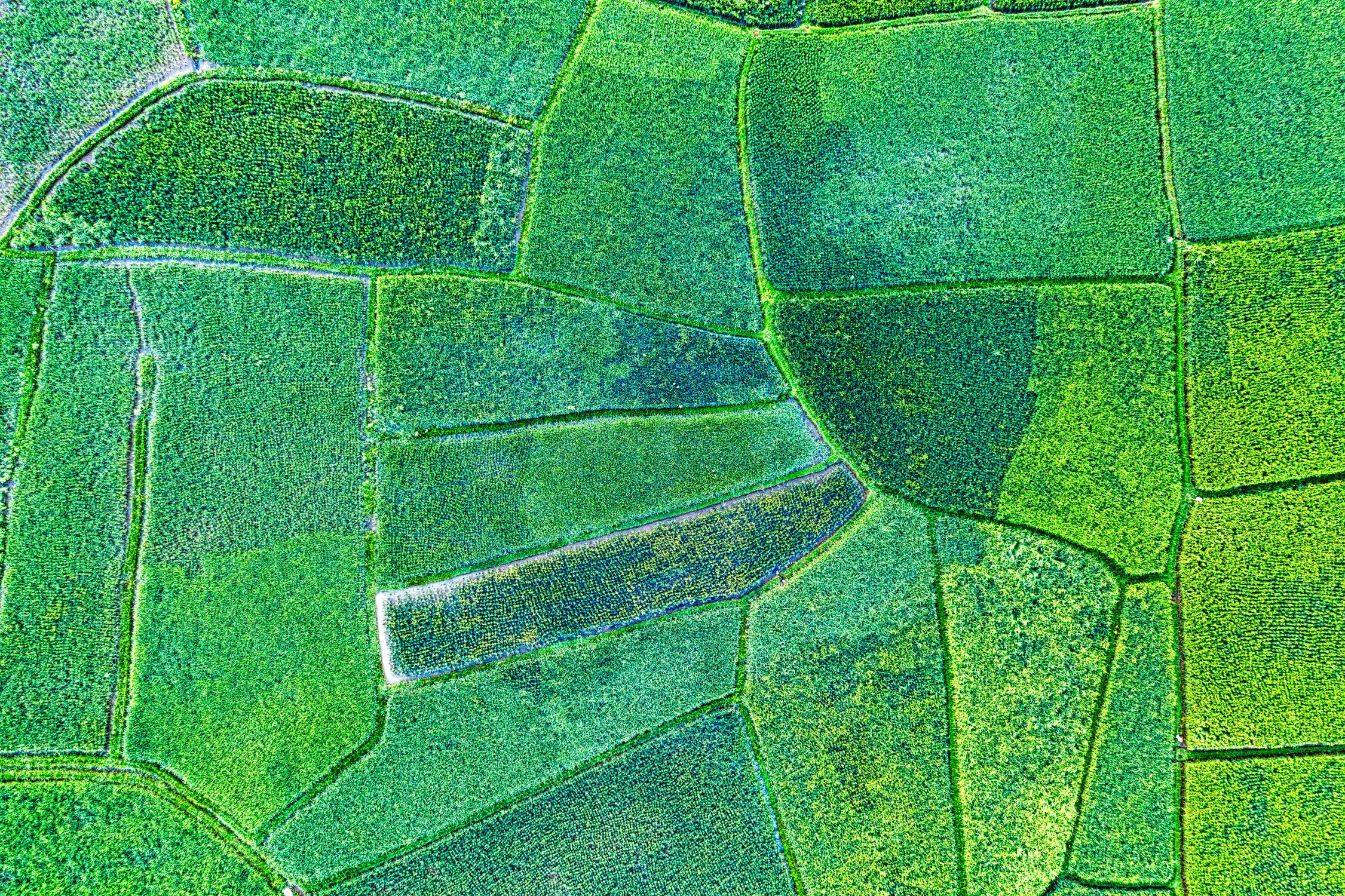Aerial View of Green Fields · Free Stock Photo