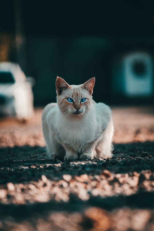 White fluffy cat resting on street sidewalk
