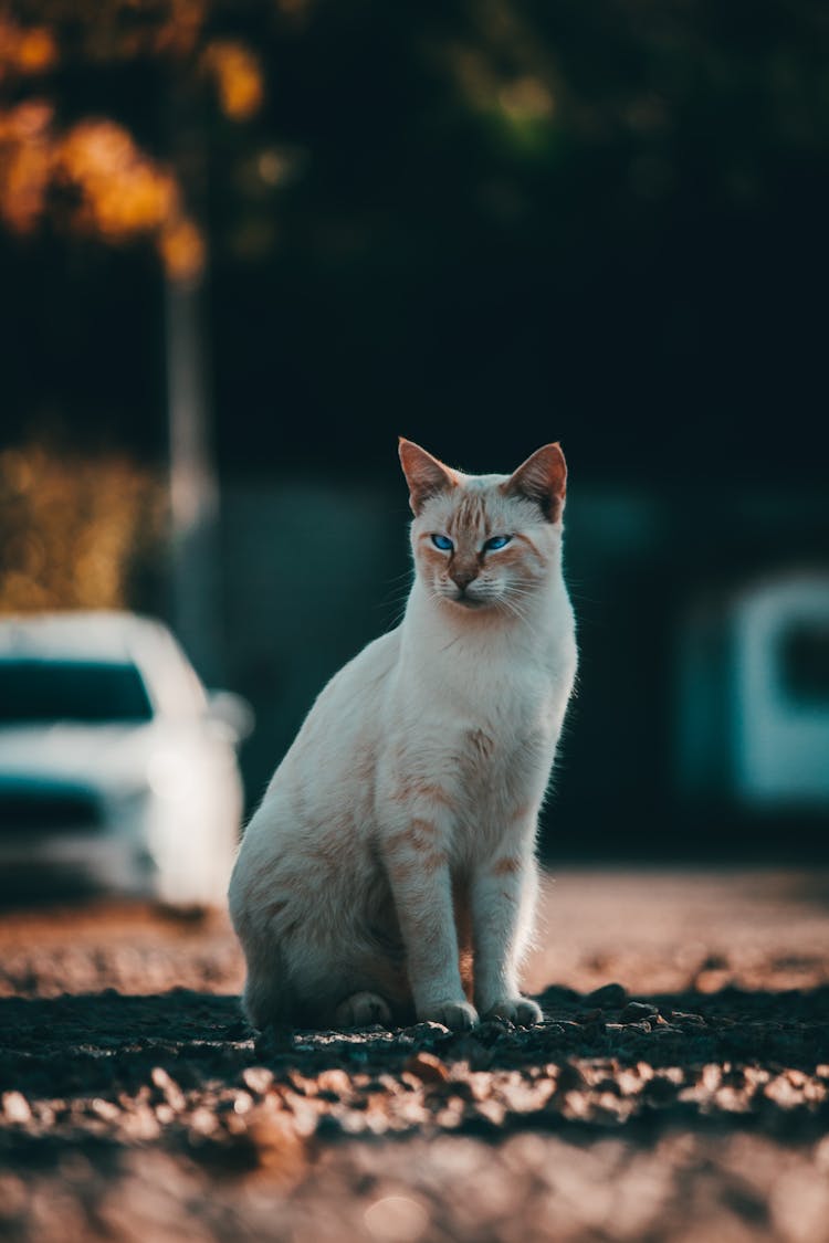 Graceful White Cat Sitting On Gravel Road