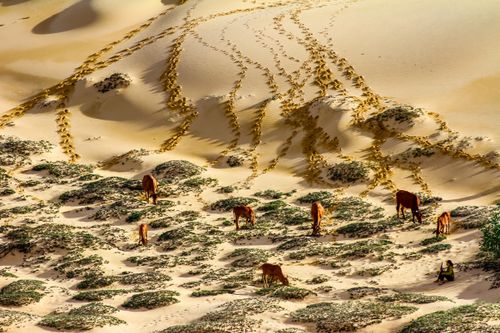 Free Cattle graze on sand dunes in Quảng Bình, Vietnam, creating picturesque patterns. Stock Photo