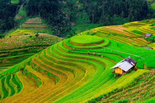 Free Rice Terraces during Daytime Stock Photo
