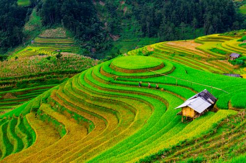 Free Lush green rice terraces of Yên Bái, Vietnam, showcasing stunning agricultural landscapes. Stock Photo