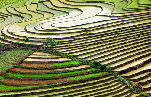 Free Aerial view of lush, terraced rice fields in Lào Cai, Vietnam, showcasing agricultural beauty. Stock Photo
