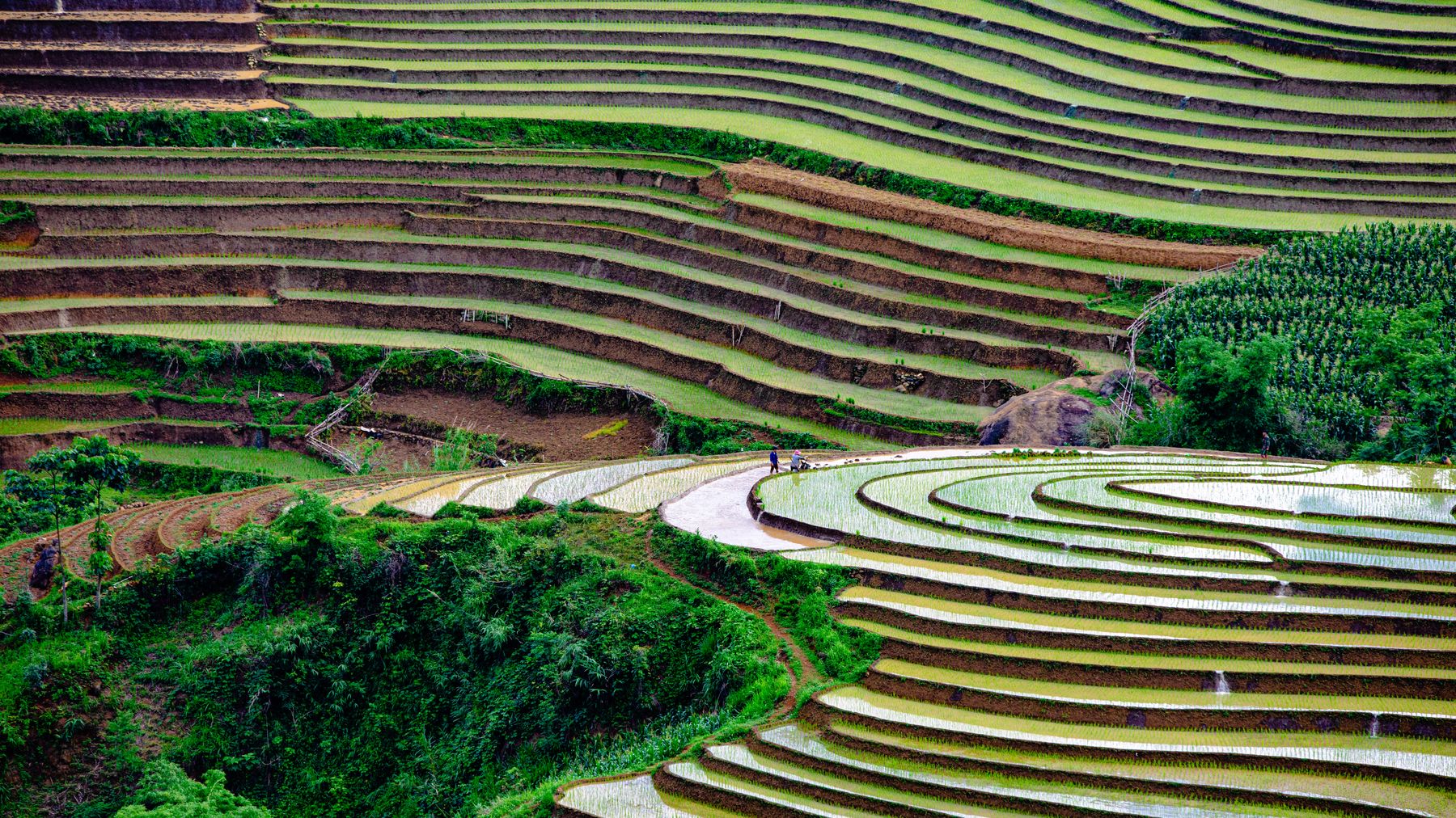 Picturesque rice terraces in Lào Cai, Vietnam showcasing nature's artistry.