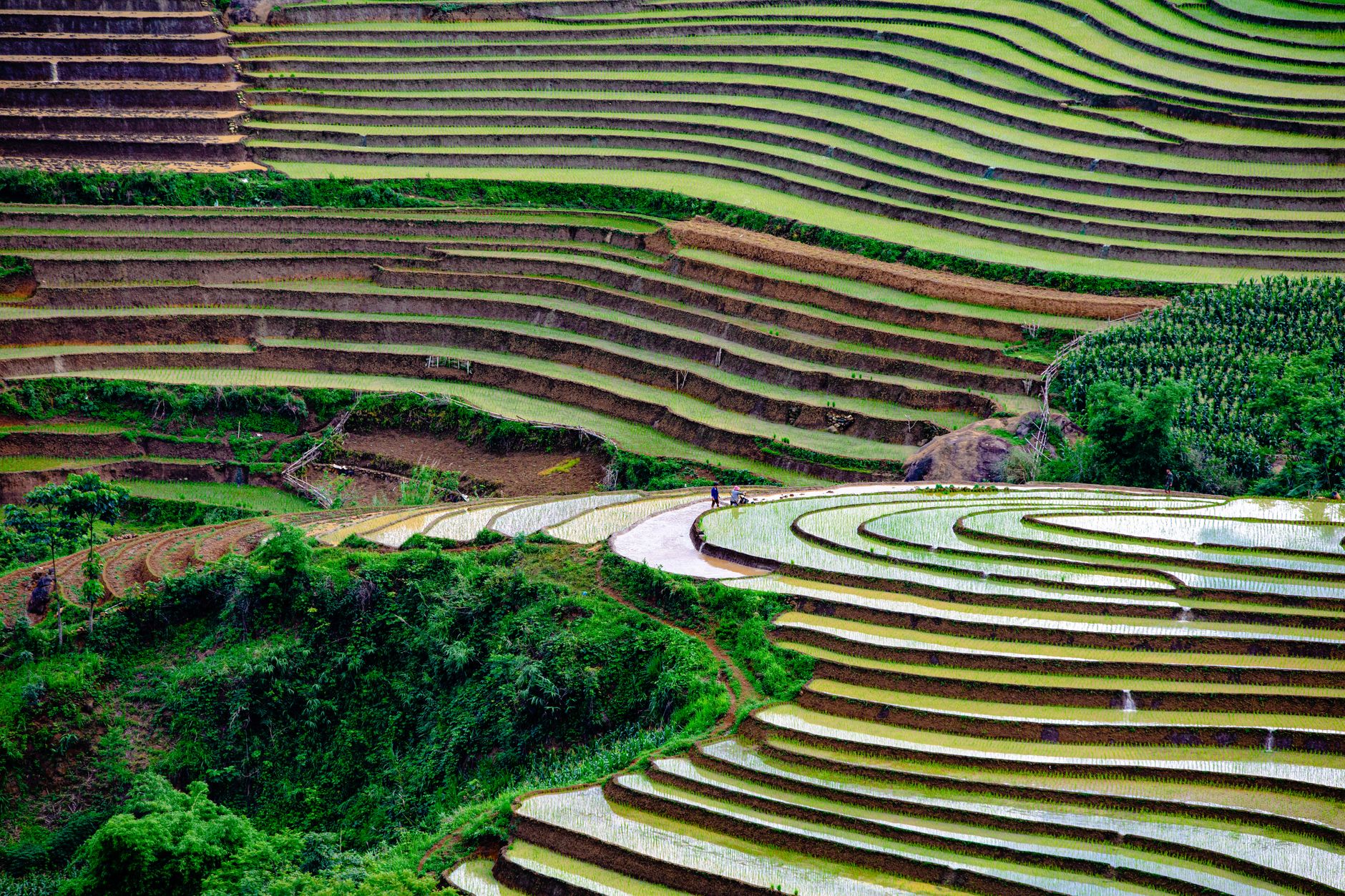 Pintorescas terrazas de arroz en Lao Cai, Vietnam, que muestran el arte de la naturaleza.