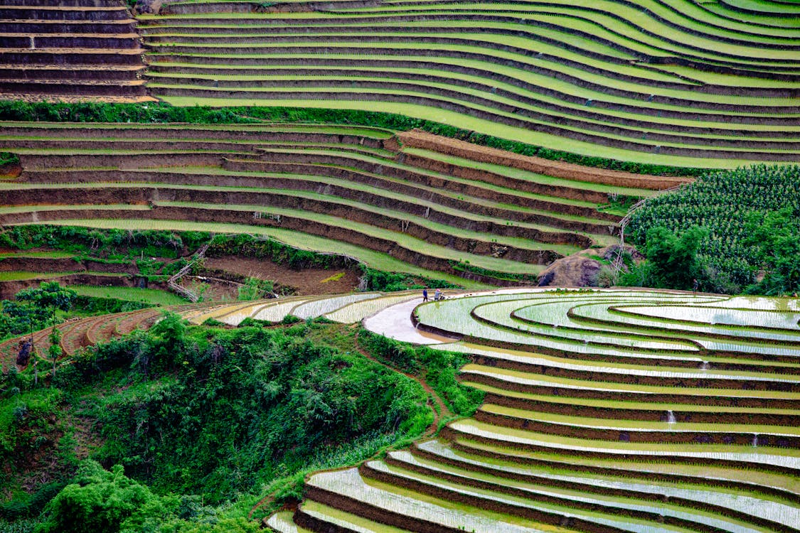 Aerial Footage of Rice Terraces · Free Stock Photo Image Xuân Hinh image beautiful image beautiful image beautiful image beautiful image beautiful image beautiful image beautiful image beautiful image beautiful image beautiful - Aerial Footage of Rice Terraces · Free Stock Photo