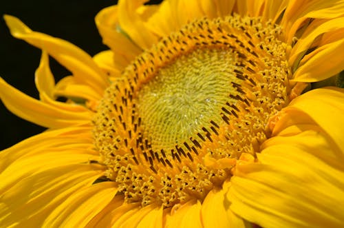 Kostenlos Flacher Fokus Der Sonnenblume Stock-Foto