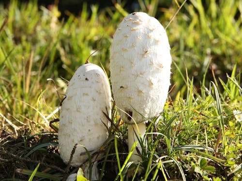 Witte Wortelgewas Naast Grasveld Tijdens Daglicht