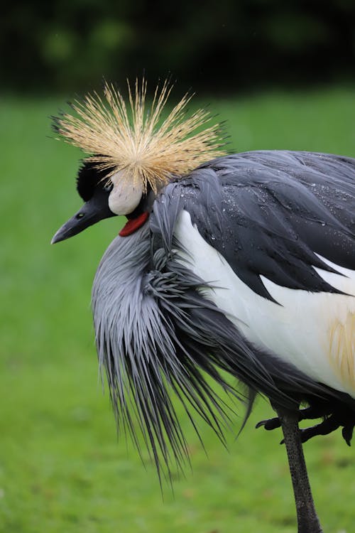 Close Up Photo of Grey Crowned Crane 