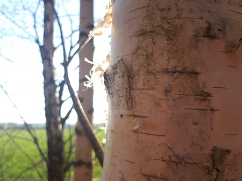 Foto d'estoc gratuïta de arbre, bedoll, birke