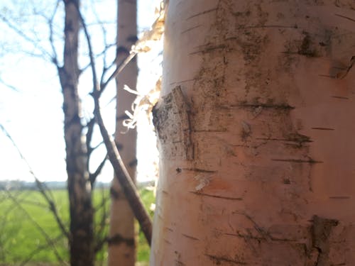 Ilmainen kuvapankkikuva tunnisteilla aurinko, birke, haukkuminen