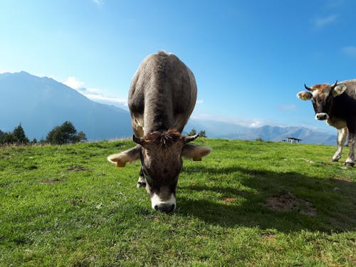 Základová fotografie zdarma na téma Alpy, hory, kráva