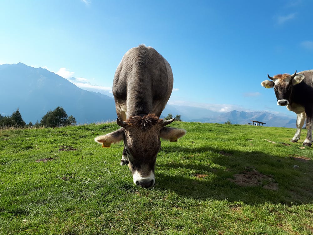 Fotos de stock gratuitas de agricultura, Alpes, césped