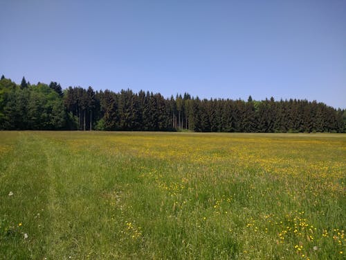 Foto d'estoc gratuïta de bosc, flors, herba