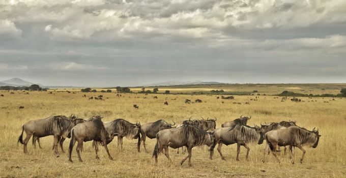 Serengeti private game drives — Serengeti