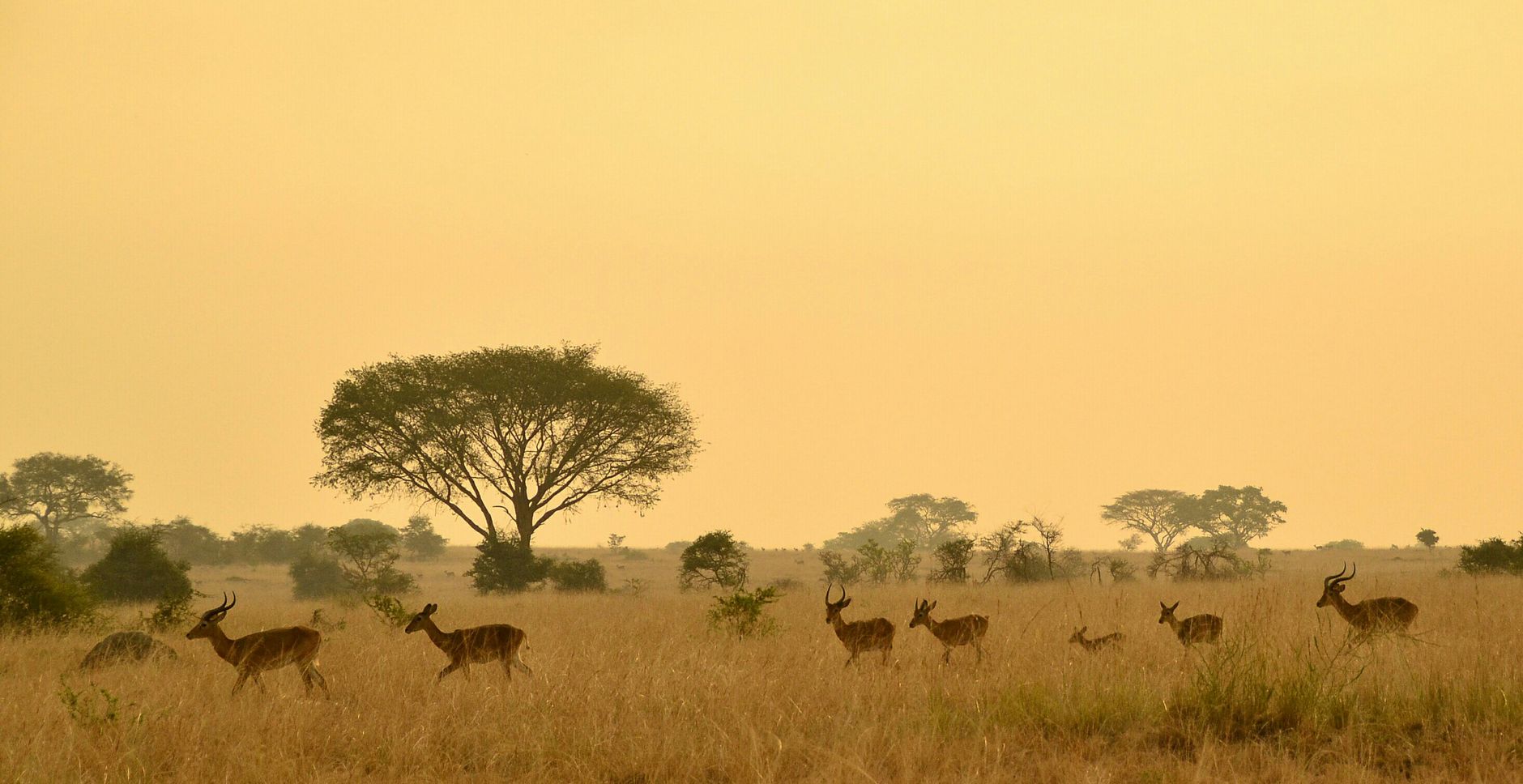 Guianan Savanna, Tropical And Subtropical Grasslands, Savannas, And Shrublands illustration 3